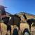 Packing llamas 2 thumbnail