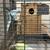 Indian Ringneck ( pair 5 years old ) 5 thumbnail