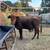 Yearling Dexter Bulls 5 thumbnail