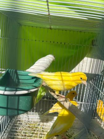 Canaries (Salinas)64009562901377121