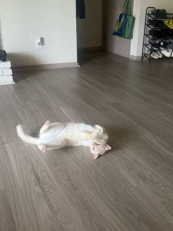 Rehoming Girl Cat (Austell)63881507723651120