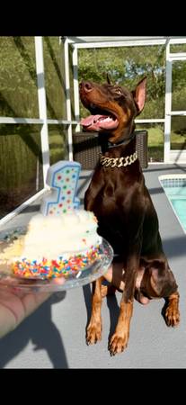 Doberman (Graceville)606510532097495042
