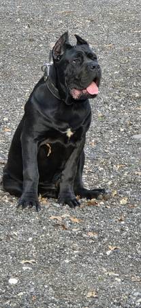 Cane corso (Cedar Creek)551306676362946562