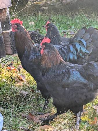 1 BC Maran Rooster, 2 Bantam Cochin roos, and 2 CM x bantam cockerels 1