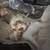 Rescue miniature australian shepard 2 thumbnail