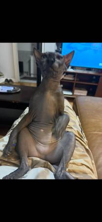 Gato macho esfinge para reubicación (Mokena)