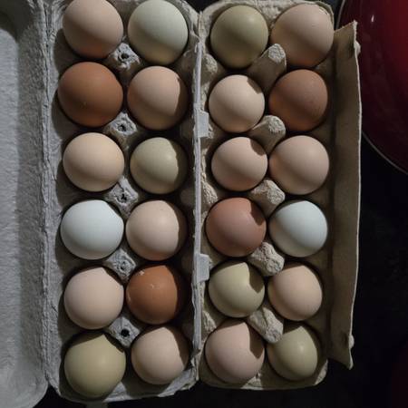 Fresh Eggs from free range hens 1