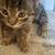 Male kittens 2 thumbnail