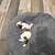 Maltese Puppies for sale 12 thumbnail