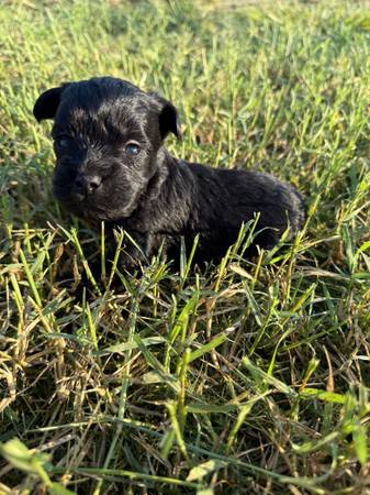 Maltipoos (Lampasas)63839343808003121