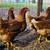 Lohman Brown Pullets/Laying Hens 1 thumbnail