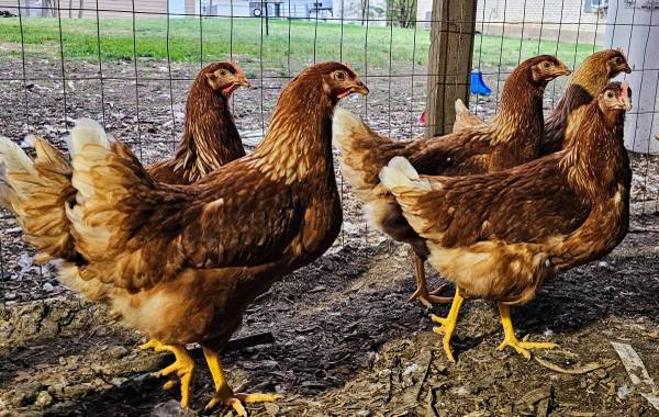 Lohman Brown Pullets/Laying Hens 1