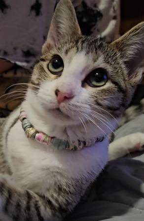 Two kittens available (Oklahoma City)63976603441922124