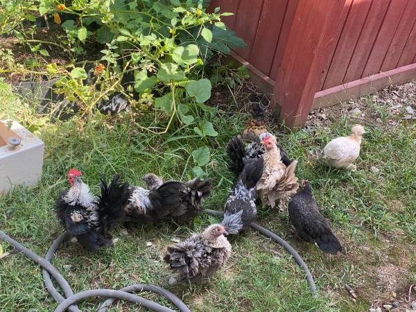 Serama, bantams, frizzle 1