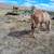 2 broodmares 2 thumbnail