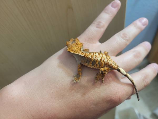 Gecko (Sandy)63916214150402120