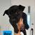Pitsky puppies 4 thumbnail