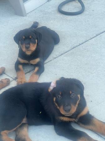 Cachorro de Rottweiler (San Francisco)63836592458497120