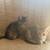 2 3 month female tabbys need rehoming 3 thumbnail