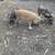 Ipp feeder pigs 3 thumbnail