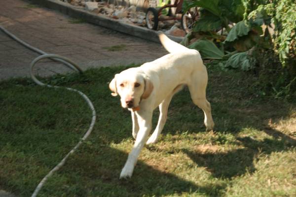 Dudley Labrador (nariz rosa blanco) macho, vacunado y castrado. 3 años. (Michigan City IN)63961118382850123