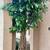 Large artificial tree with braided trunk 1 thumbnail