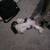 Shih Tzu female 4 thumbnail