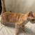 2 year old cat 3 thumbnail