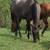 Appaloosa mare 3 thumbnail