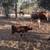 Florida Cracker Cattle Bull Calf 10 thumbnail