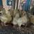All egg laying type not good for meat 2 thumbnail