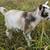 *Pending* Registerable Nigerian Dwarf Goat Doeling 2 thumbnail