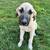 Anatolian puppy 2 thumbnail