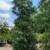 Podocarpus 8 thumbnail
