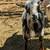 Nigerian Goats 7 thumbnail