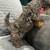 🐩 Mini Poodle Puppies – Rehoming Fee (Richmond, CA) 4 thumbnail