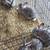 Chinchilla Rabbit 1 thumbnail