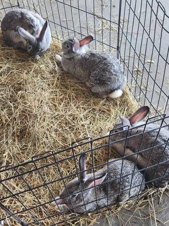 Chinchilla Rabbit 1