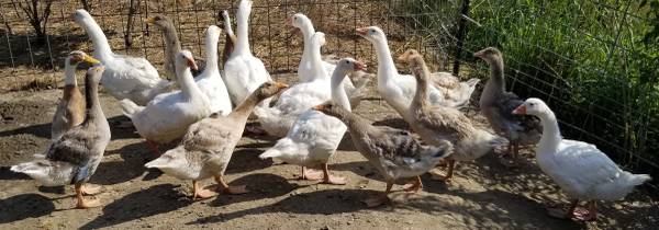 Geese 1