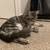 Kittens for Adoption 3 thumbnail