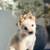 Adorable teacup Chihuahua puppies 1 thumbnail
