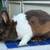 Rabbit 5 thumbnail