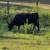 Aberdeen Angus 9 thumbnail