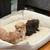 Maltese poodle 3 thumbnail