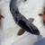 Koi fish 11 thumbnail