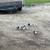 Pigeons 2 thumbnail