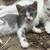 Kitten- 9 Weeks Old 4 thumbnail