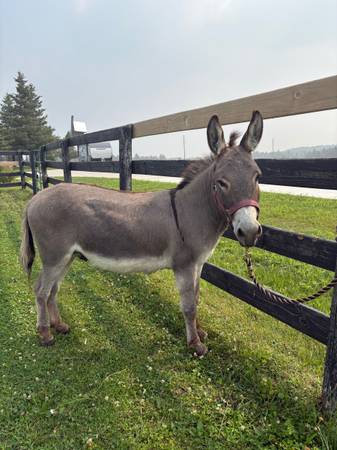 mini gelding donkey 1