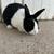 Dutch Bunny 1 thumbnail