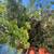 Fruit trees all kinds and sizes landscape bushes plants 11 thumbnail